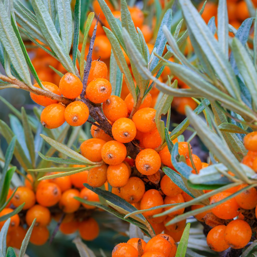 Sanddorn Orange Energy 'Hagebo' - Hippophae rhamnoides