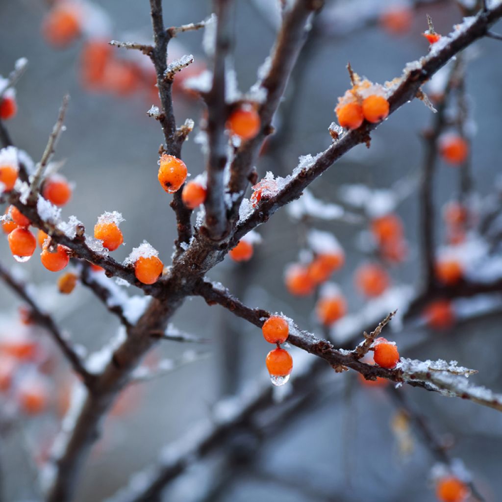 Sanddorn Orange Energy 'Hagebo' - Hippophae rhamnoides