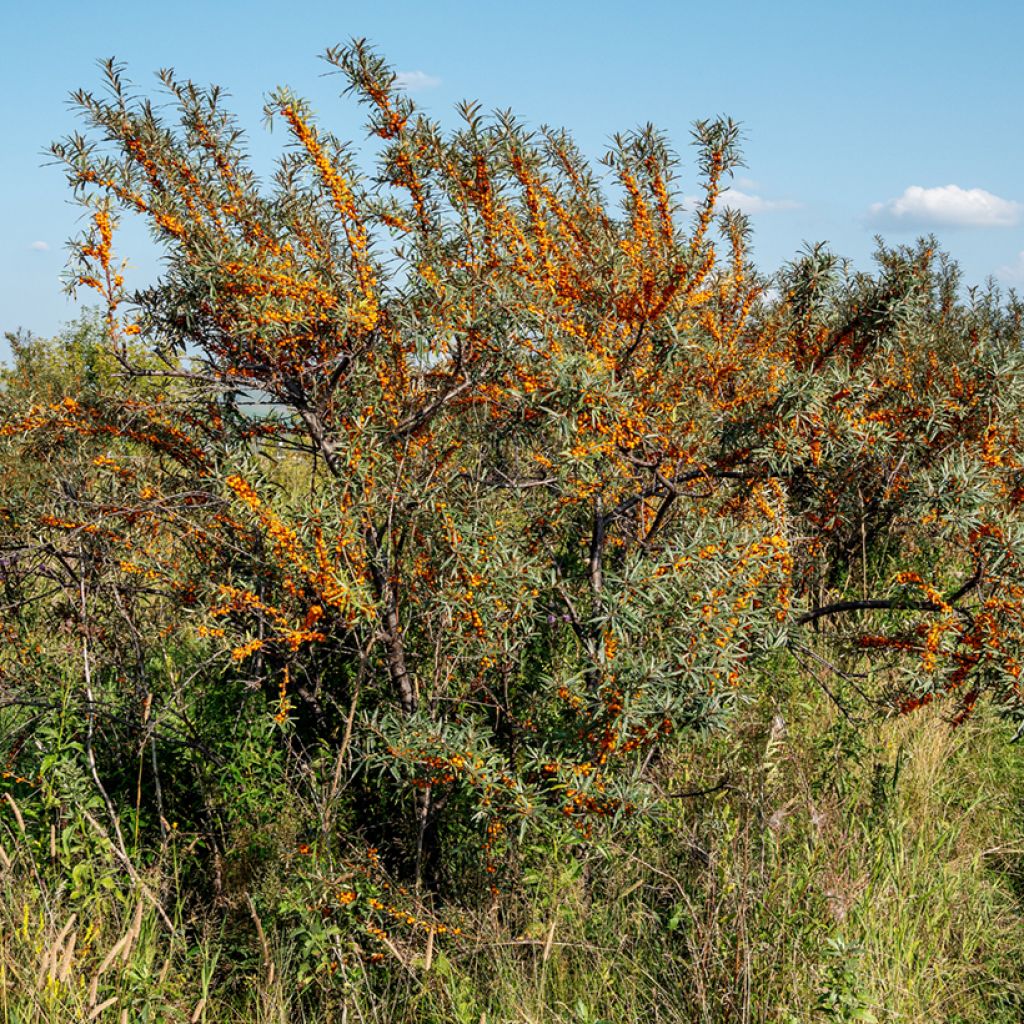 Sanddorn Orange Energy 'Hagebo' - Hippophae rhamnoides