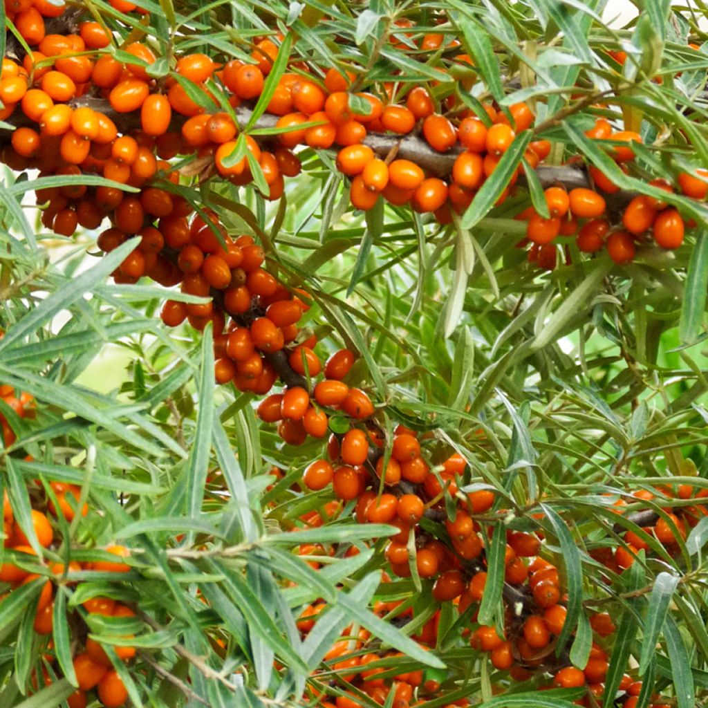 Sanddorn Orange Energy 'Hagebo' - Hippophae rhamnoides