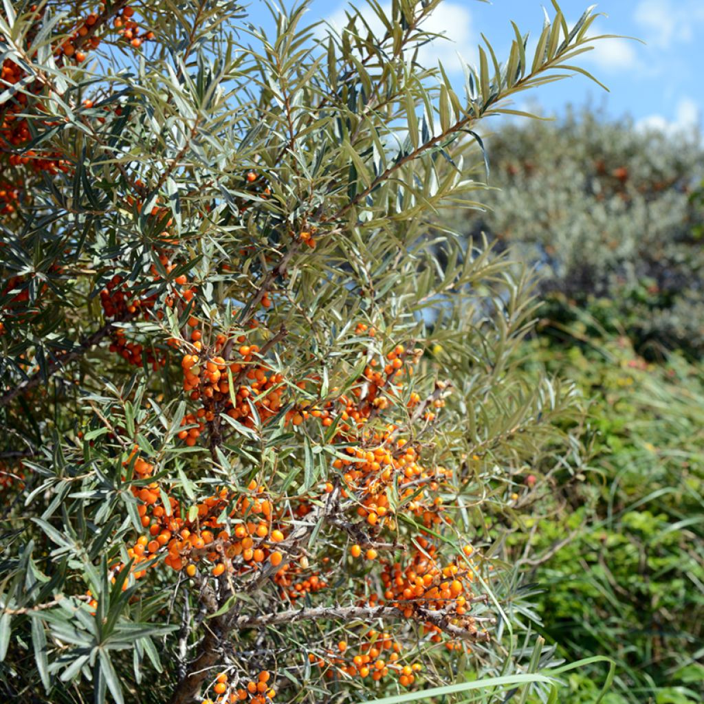 Sanddorn Orange Energy 'Hagebo' - Hippophae rhamnoides