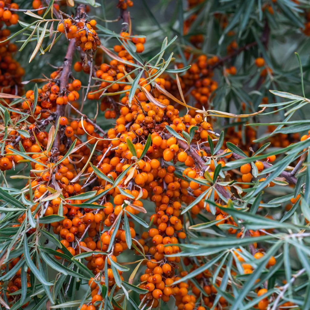 Sanddorn Sirola - Hippophae rhamnoides