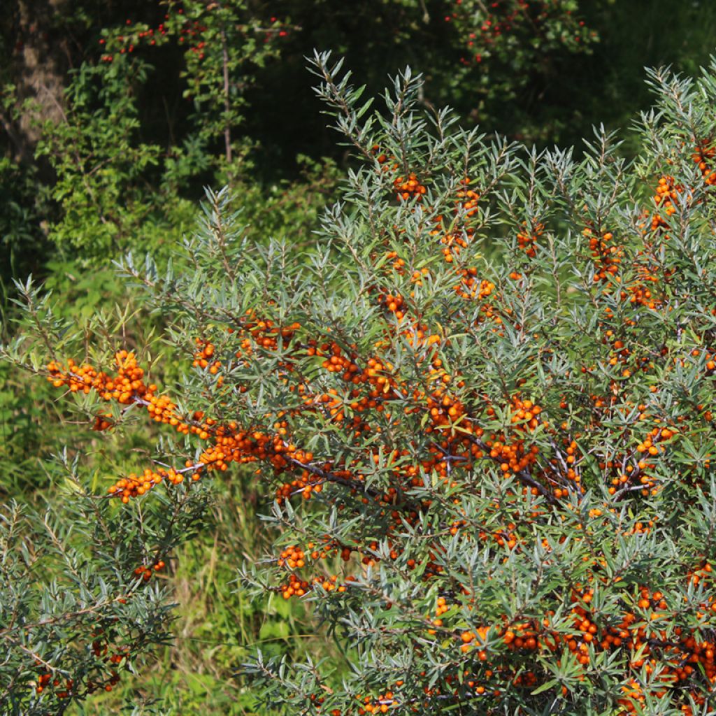 Sanddorn Sirola - Hippophae rhamnoides