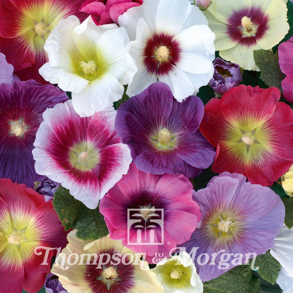 Alcea rosea Halo Mixed (Samen) - Gewöhnliche Stockrose