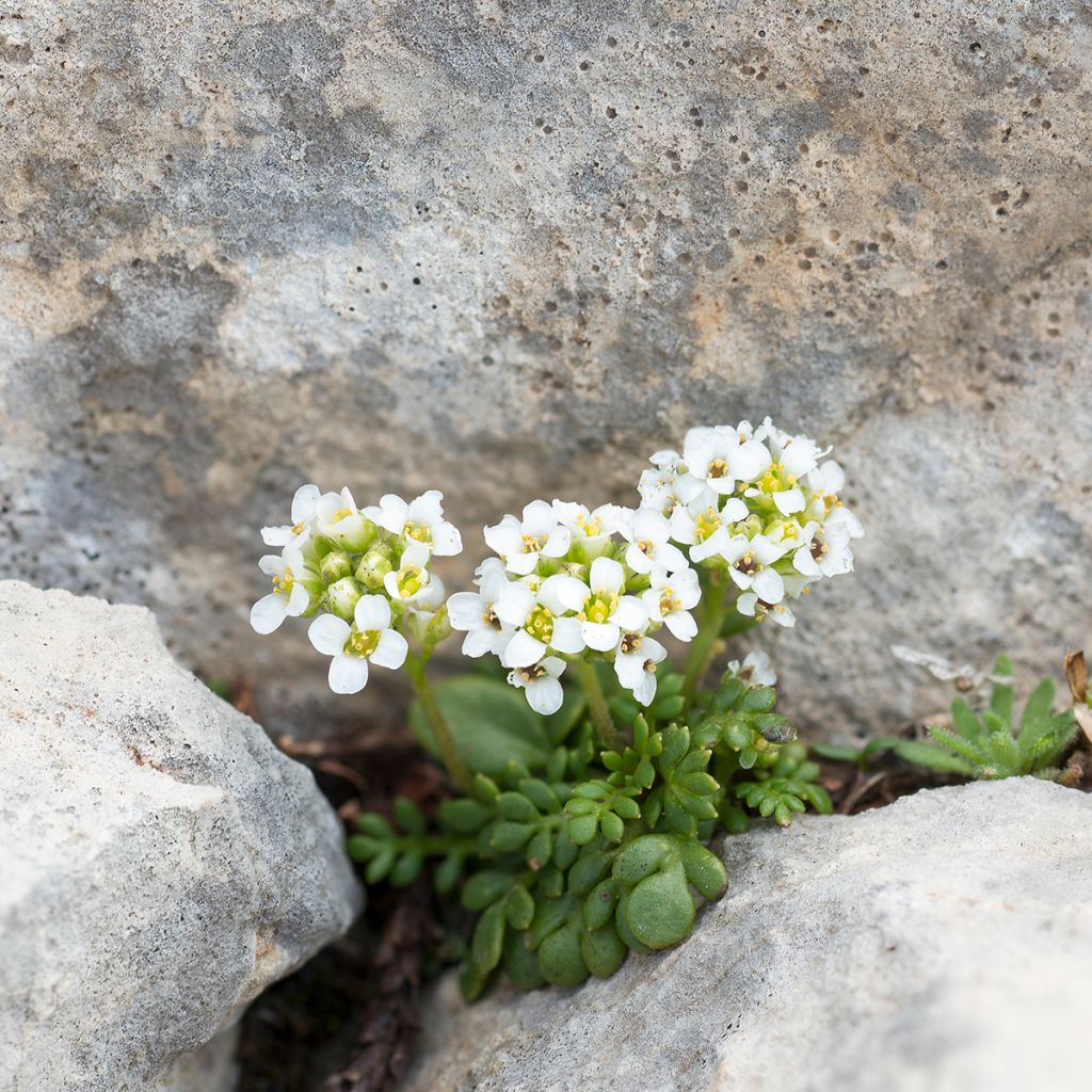 Hornungia alpina - Gämskresse