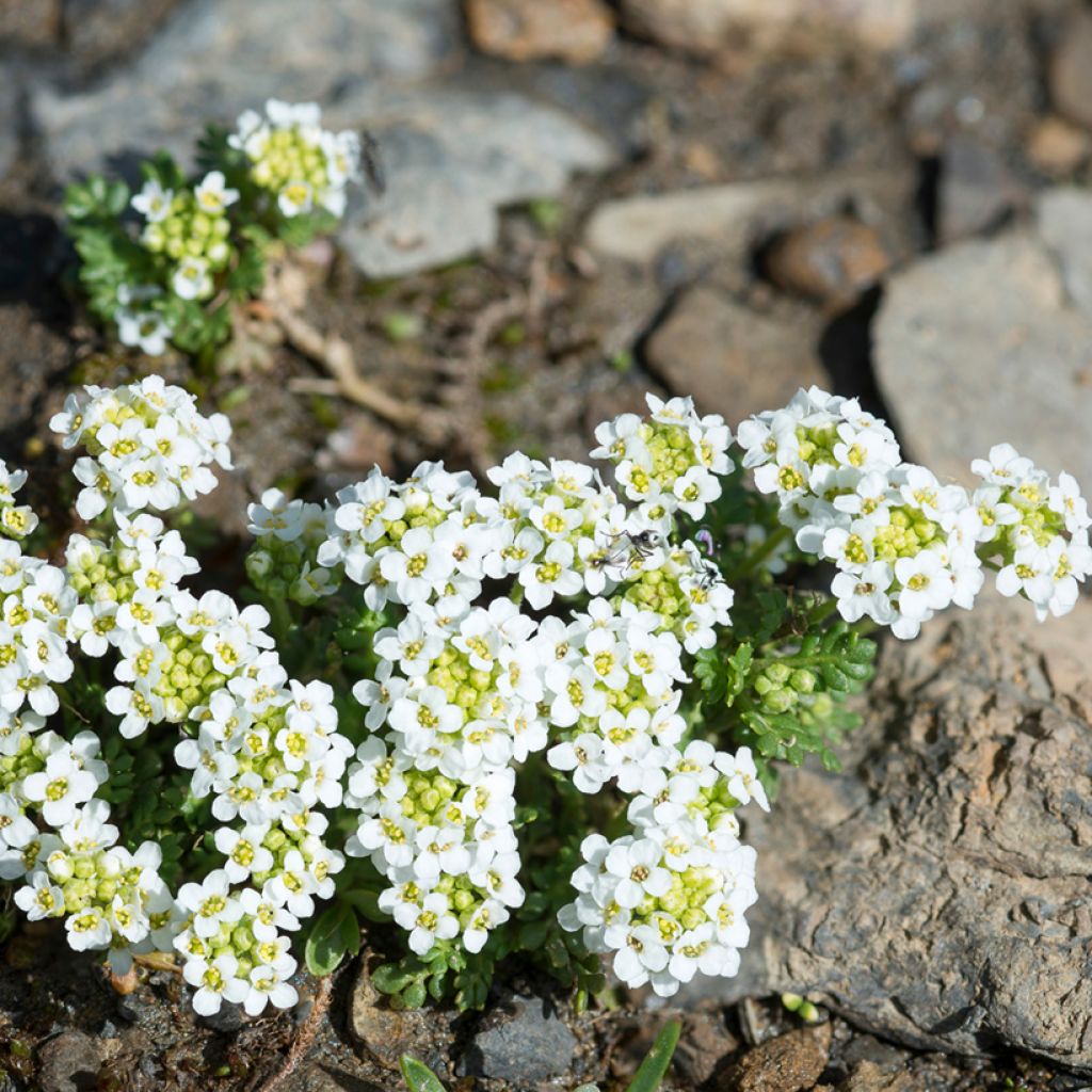 Hornungia alpina - Gämskresse