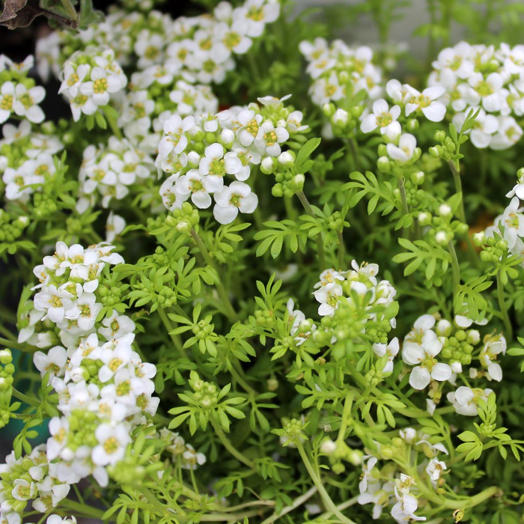 Hornungia alpina - Gämskresse