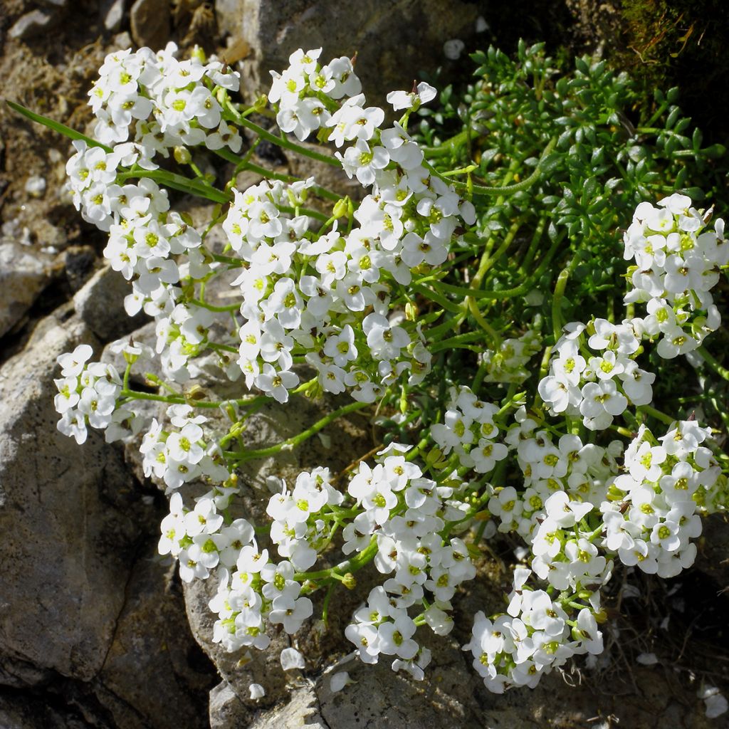 Hornungia alpina - Gämskresse