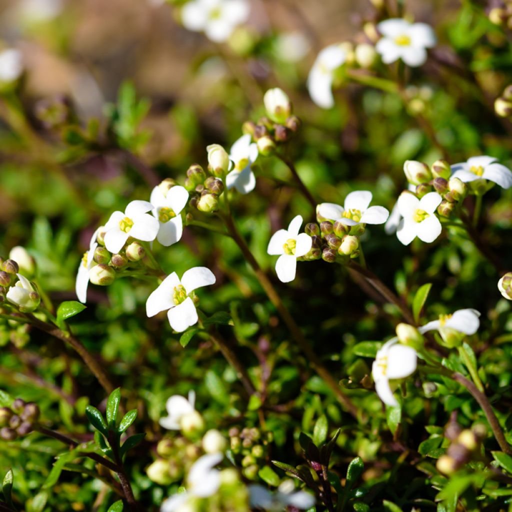 Hornungia alpina - Gämskresse