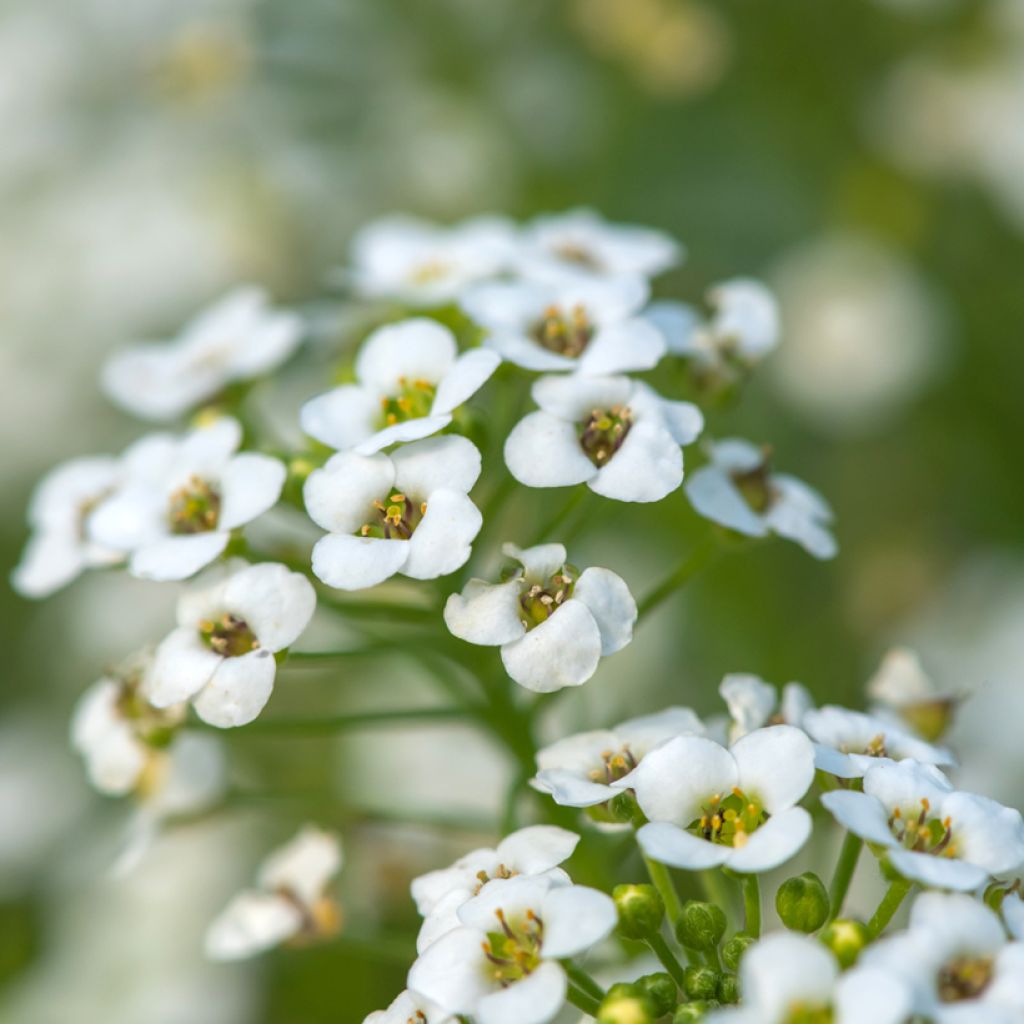 Hornungia alpina - Gämskresse