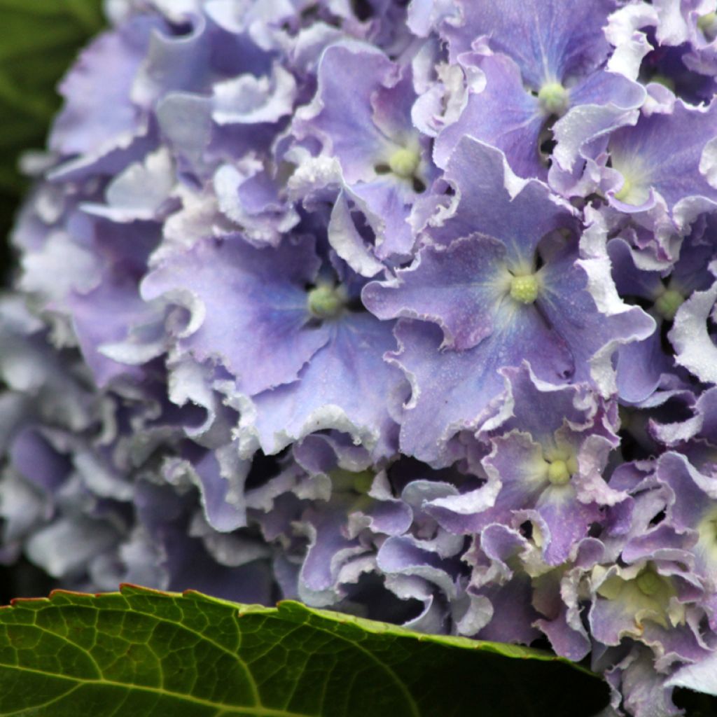 Hydrangea macrophylla Beautensia Spike - Bauernhortensie