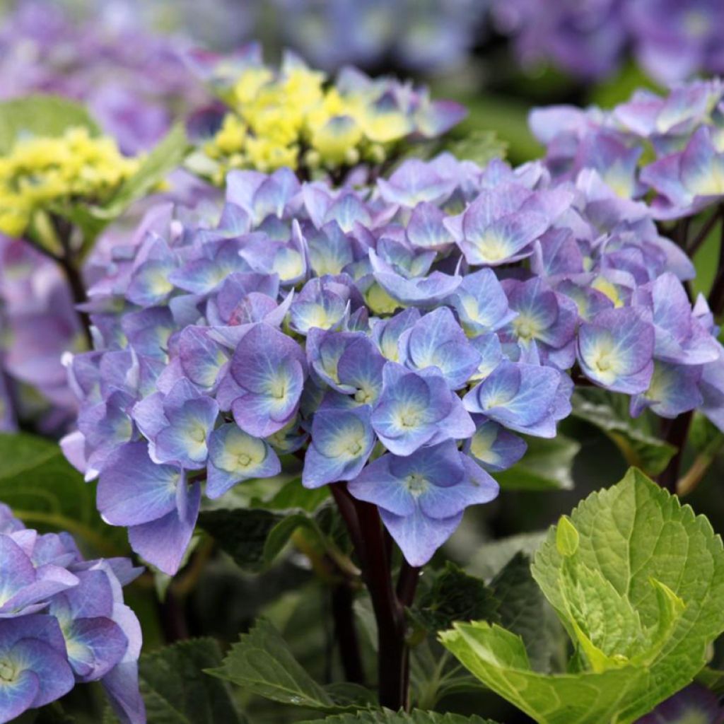 Hydrangea macrophylla Black Steel Purple - Bauernhortensie