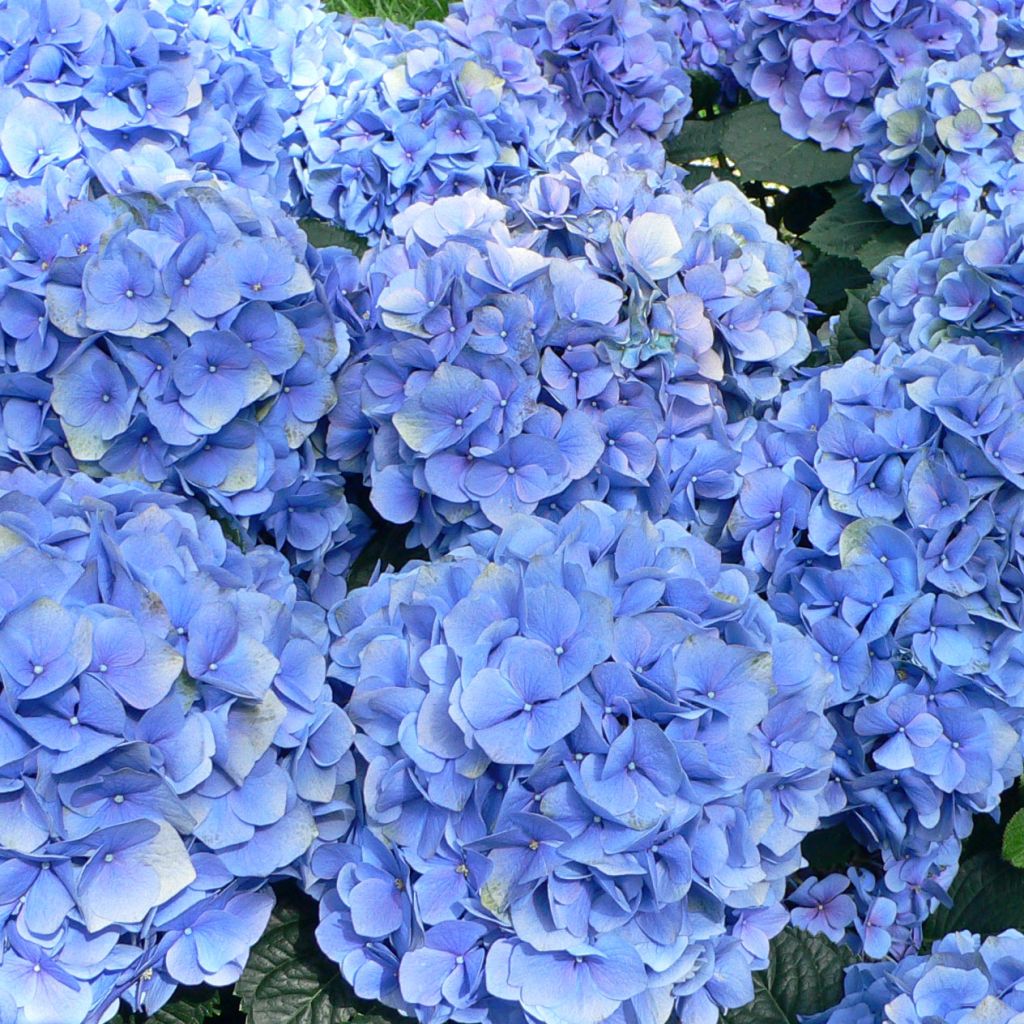 Hydrangea macrophylla Bodensee - Bauernhortensie