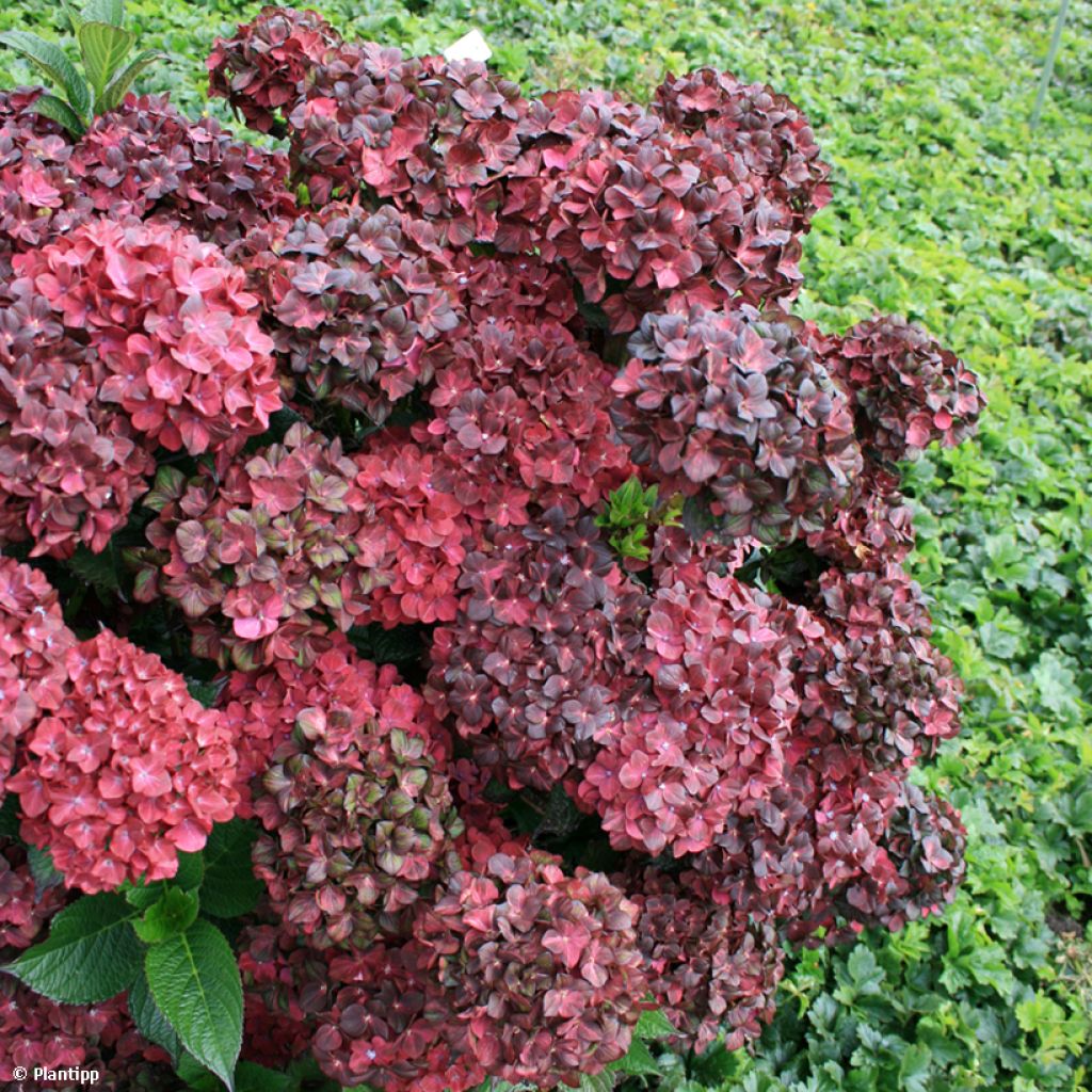 Hortensia - Hydrangea macrophylla Chocolate Ever Belles 'Hokomachoko'