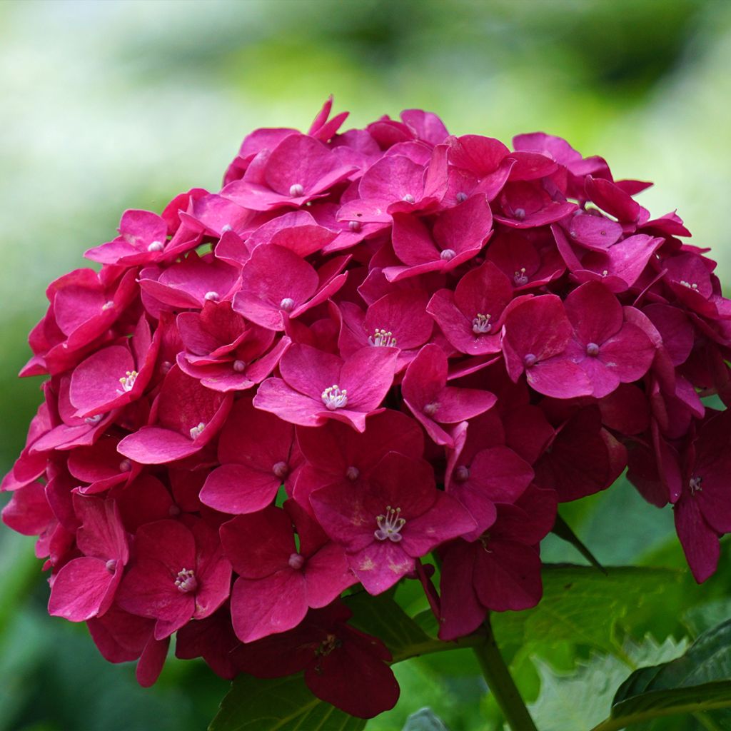 Hydrangea macrophylla Eughen Hahn - Bauernhortensie