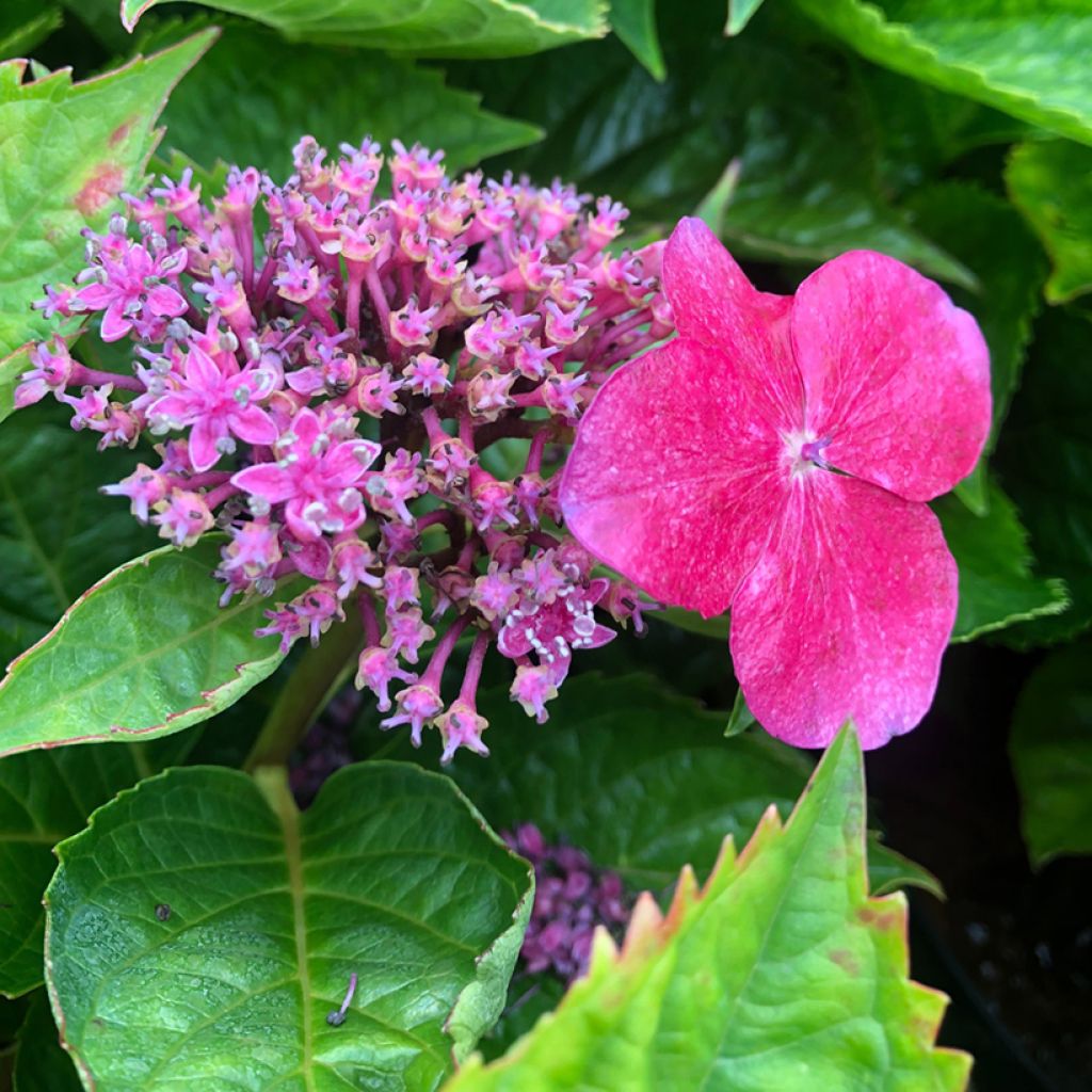 Hortensia - Hydrangea macrophylla Kardinal