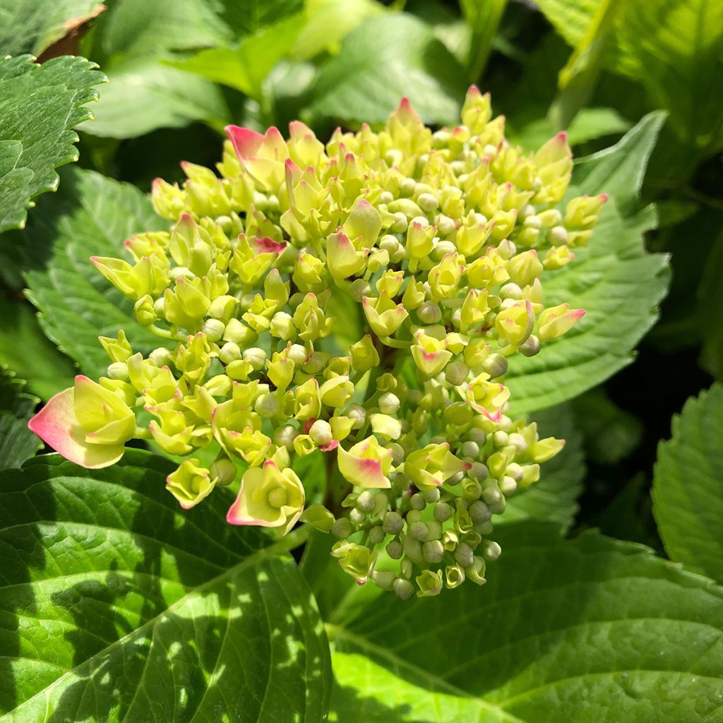 Hortensia - Hydrangea macrophylla Leuchtfeuer