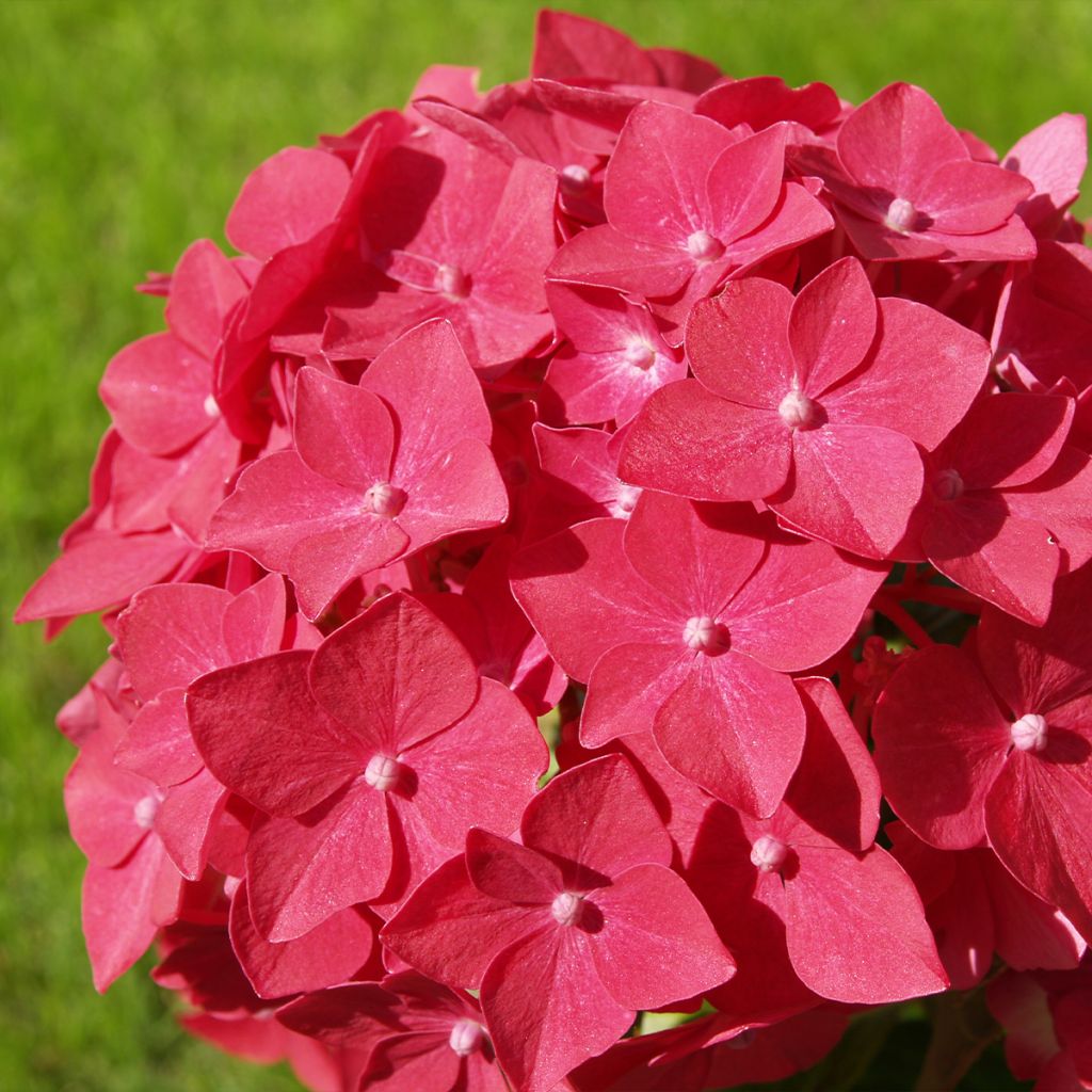 Hydrangea macrophylla Masja - Bauernhortensie