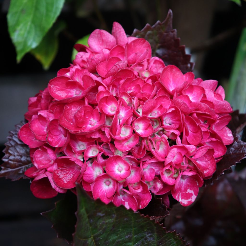 Hydrangea macrophylla Merveille Sanguine - Bauernhortensie