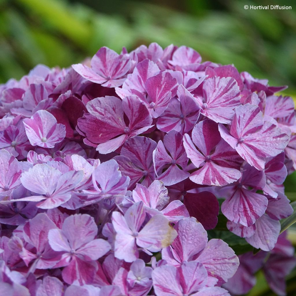 Hydrangea macrophylla Pinky Binder - Bauernhortensie