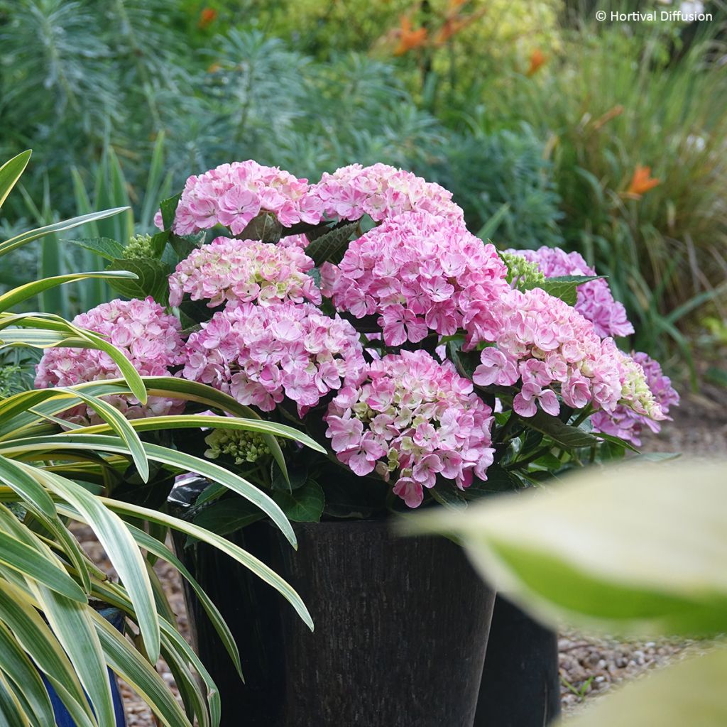 Hydrangea macrophylla Pinky Binder - Bauernhortensie