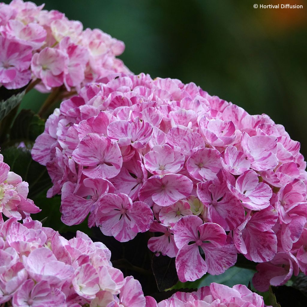 Hydrangea macrophylla Pinky Binder - Bauernhortensie