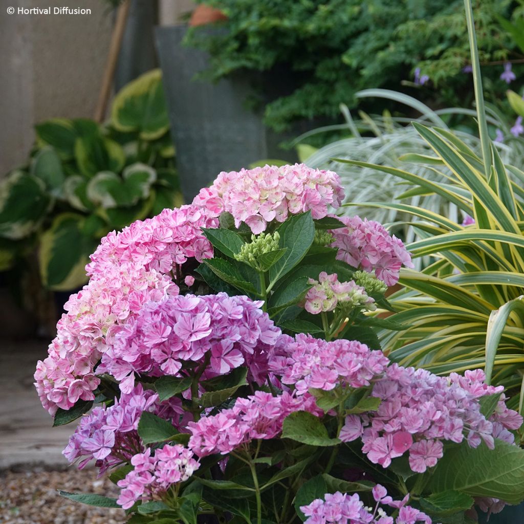 Hydrangea macrophylla Pinky Binder - Bauernhortensie