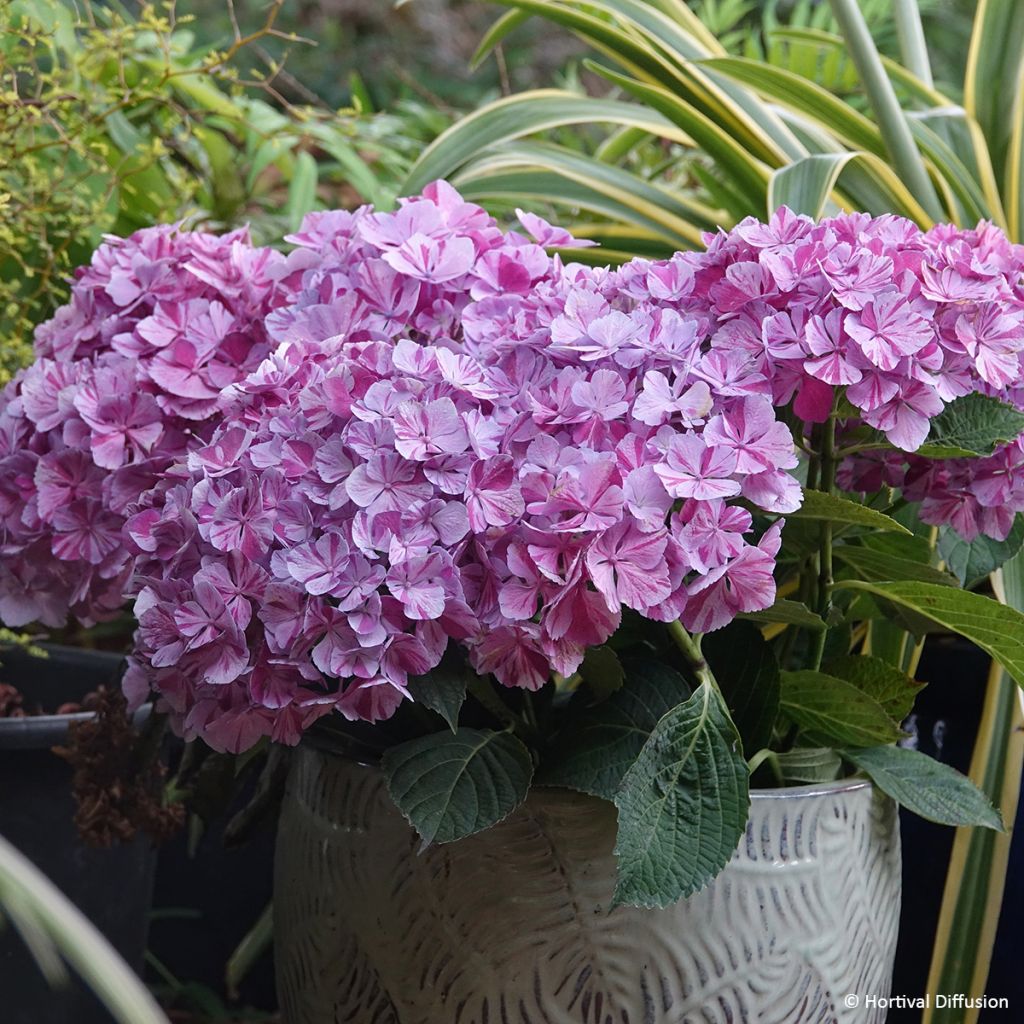 Hydrangea macrophylla Pinky Binder - Bauernhortensie