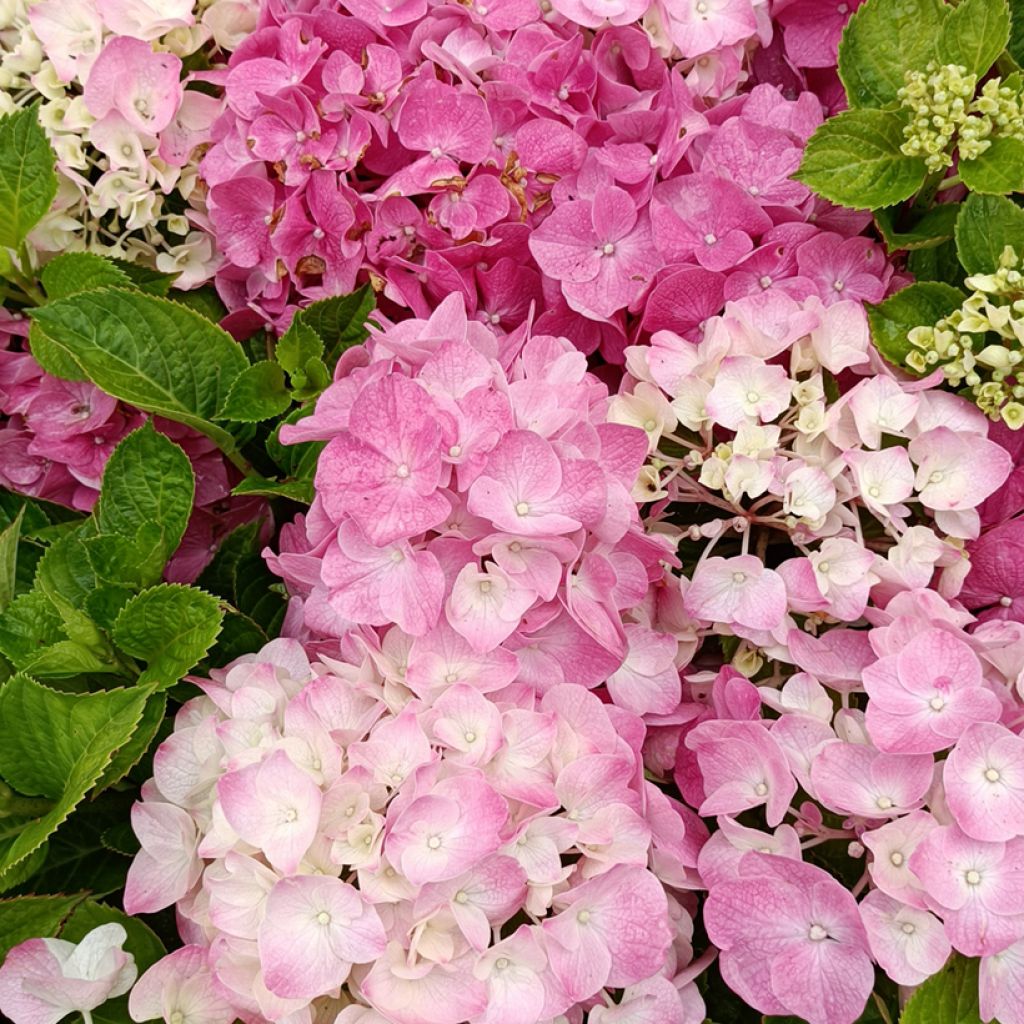 Hortensia - Hydrangea macrophylla Rosita