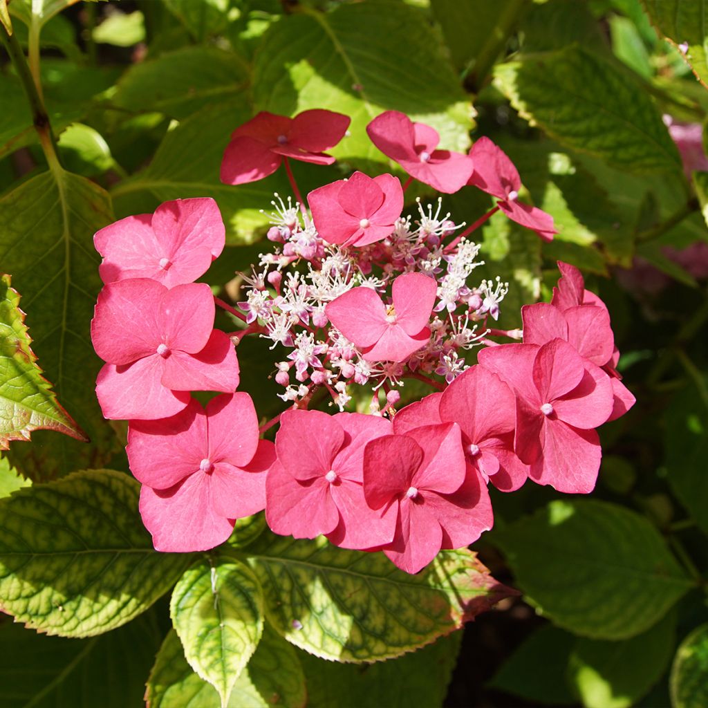 Hydrangea macrophylla Rotkehlchen - Bauernhortensie