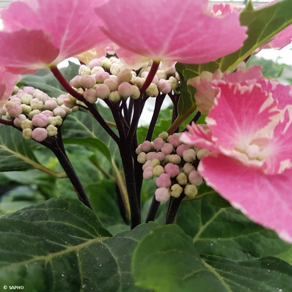 Hortensia - Hydrangea macrophylla So Long Aya