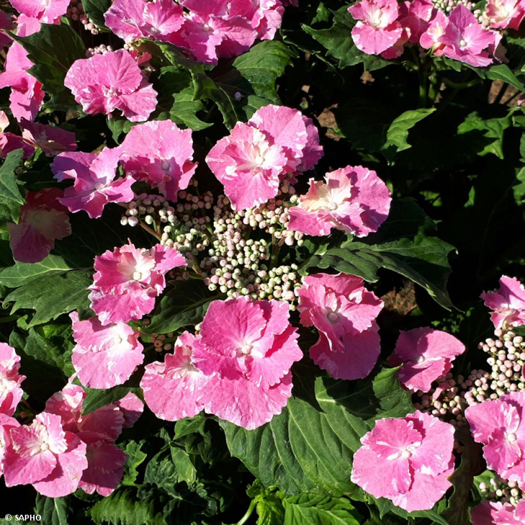 Hydrangea macrophylla So Long Starlit Sky - Bauernhortensie