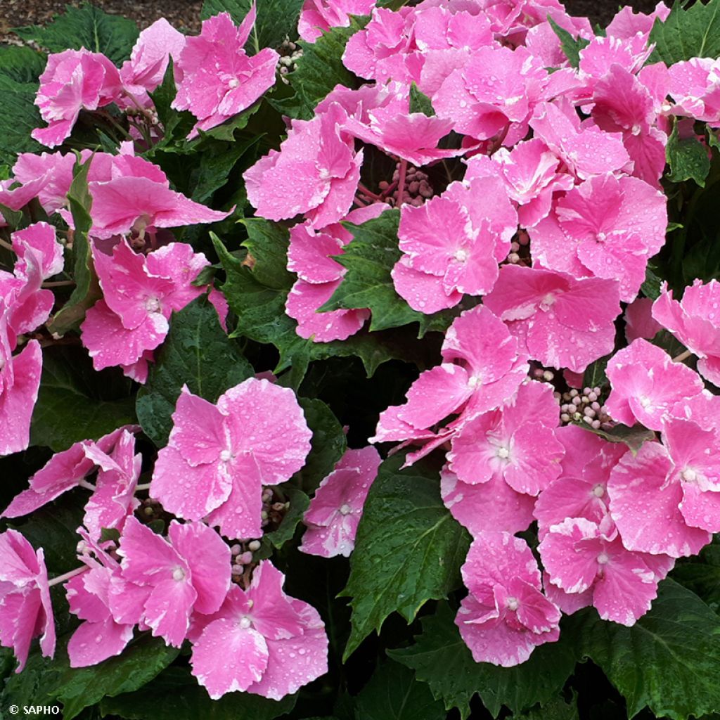 Hydrangea macrophylla So Long Starlit Sky - Bauernhortensie