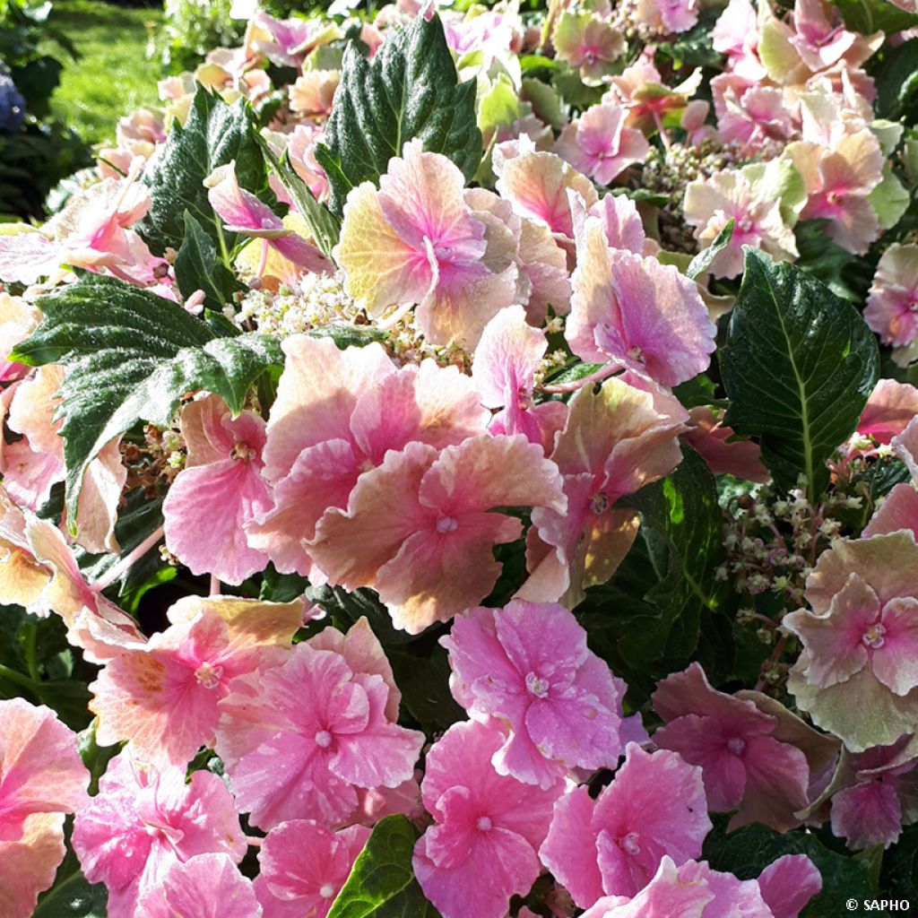 Hydrangea macrophylla So Long Starlit Sky - Bauernhortensie