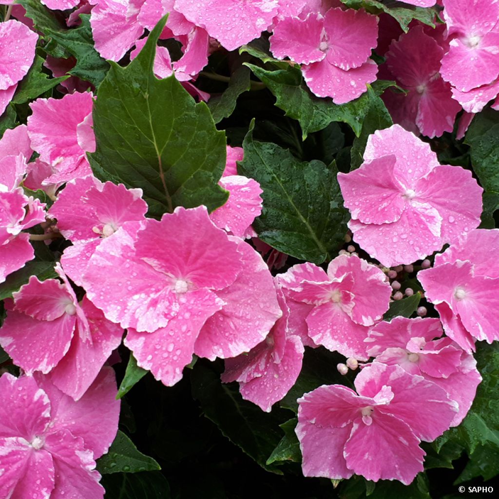 Hydrangea macrophylla So Long Starlit Sky - Bauernhortensie