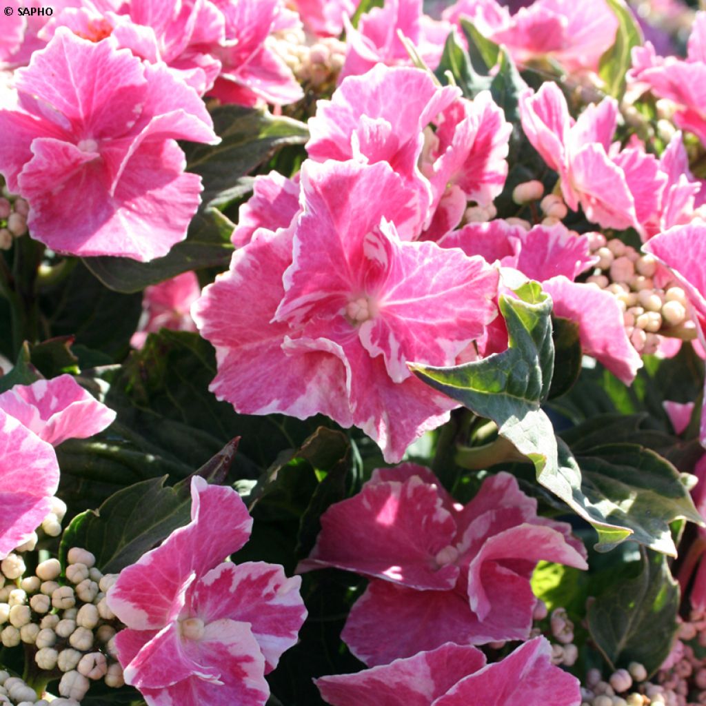 Hydrangea macrophylla So Long Starlit Sky - Bauernhortensie