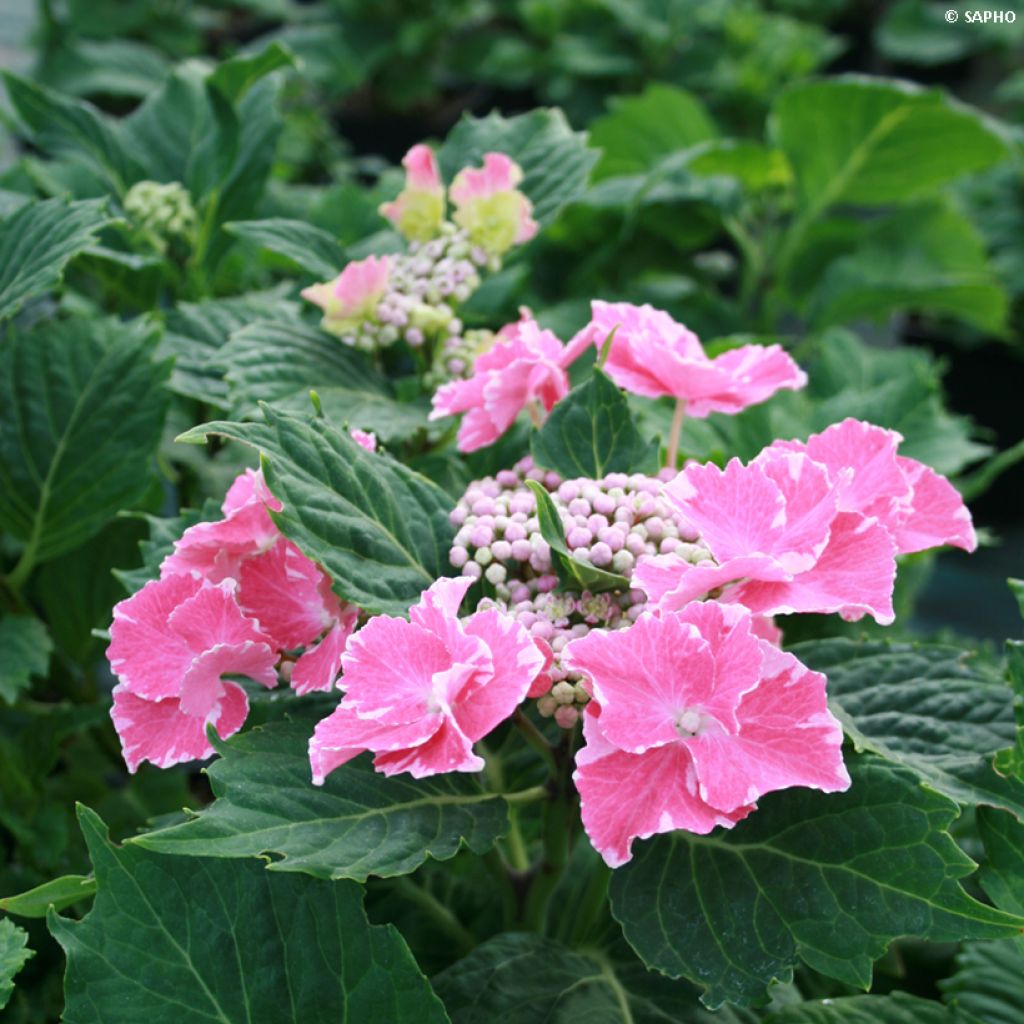 Hydrangea macrophylla So Long Starlit Sky - Bauernhortensie