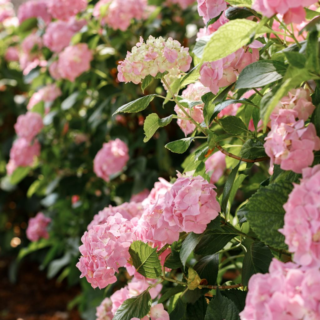 Hydrangea macrophylla Soft Pink Salsa - Bauernhortensie