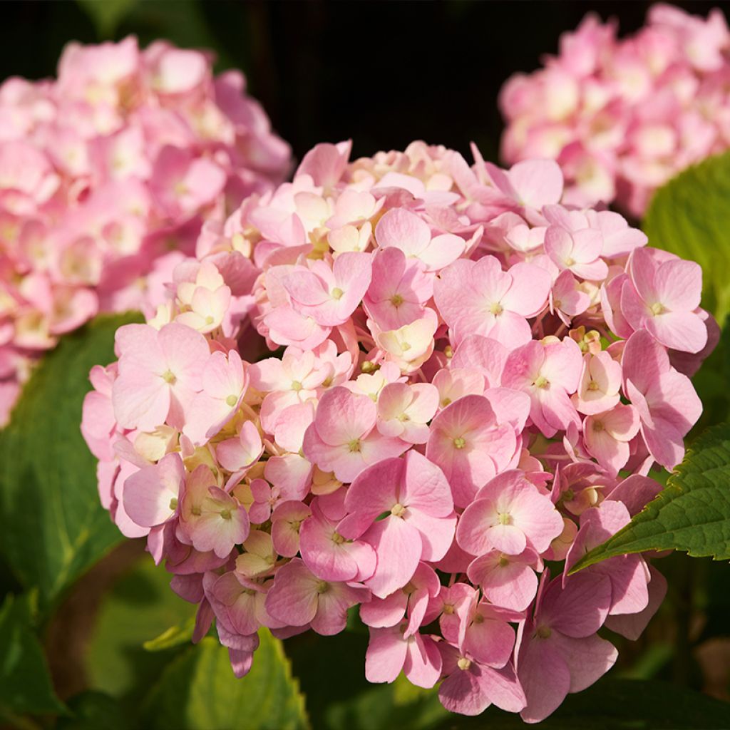 Hydrangea macrophylla Soft Pink Salsa - Bauernhortensie