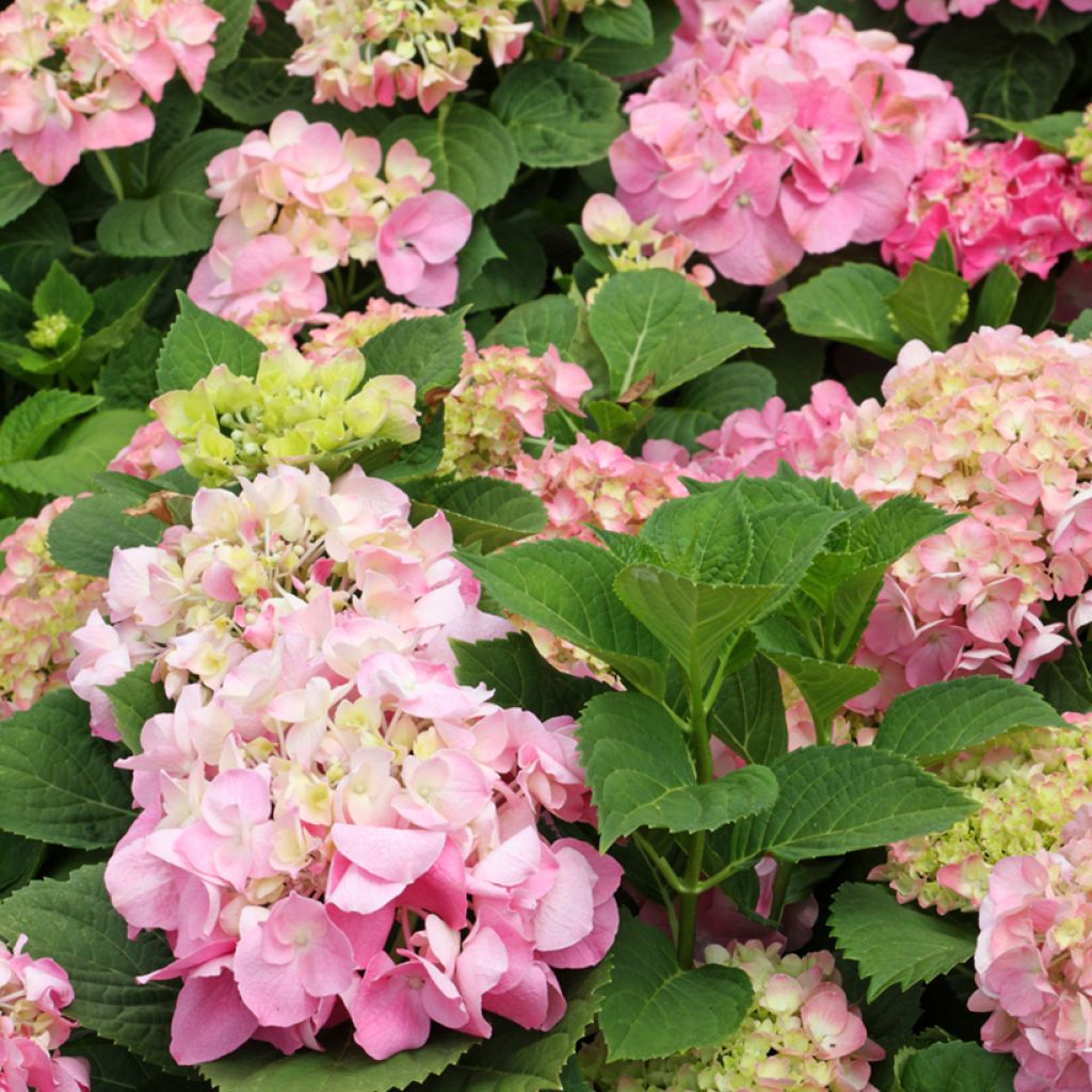 Hydrangea macrophylla Soft Pink Salsa - Bauernhortensie