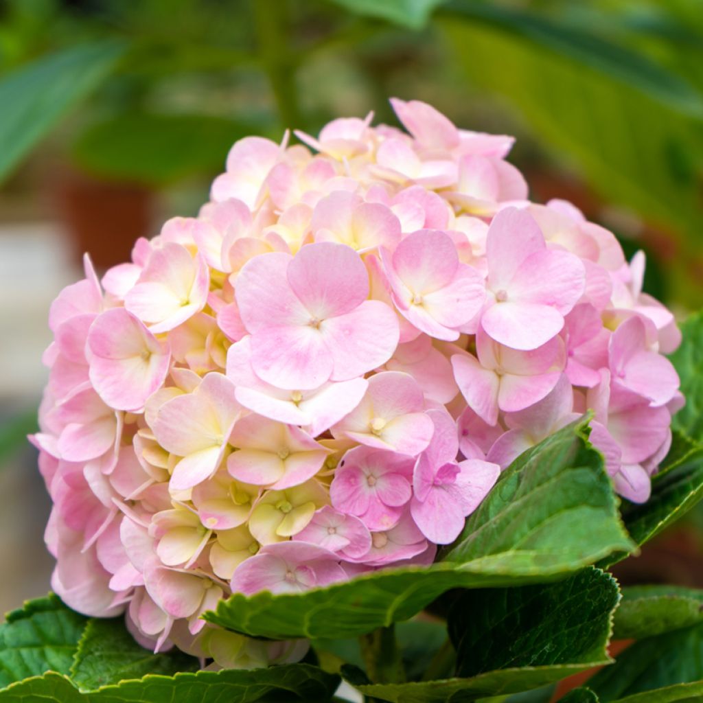 Hydrangea macrophylla Soft Pink Salsa - Bauernhortensie