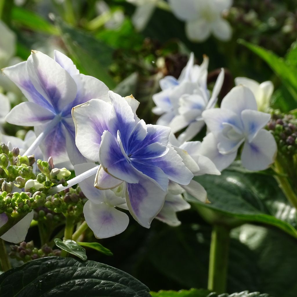 Hortensia - Hydrangea macrophylla Stargazer