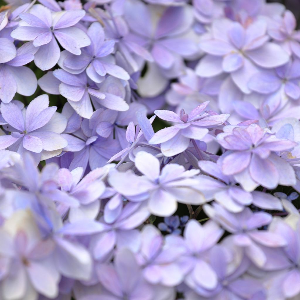 Hydrangea macrophylla Stellar Blue - Bauernhortensie