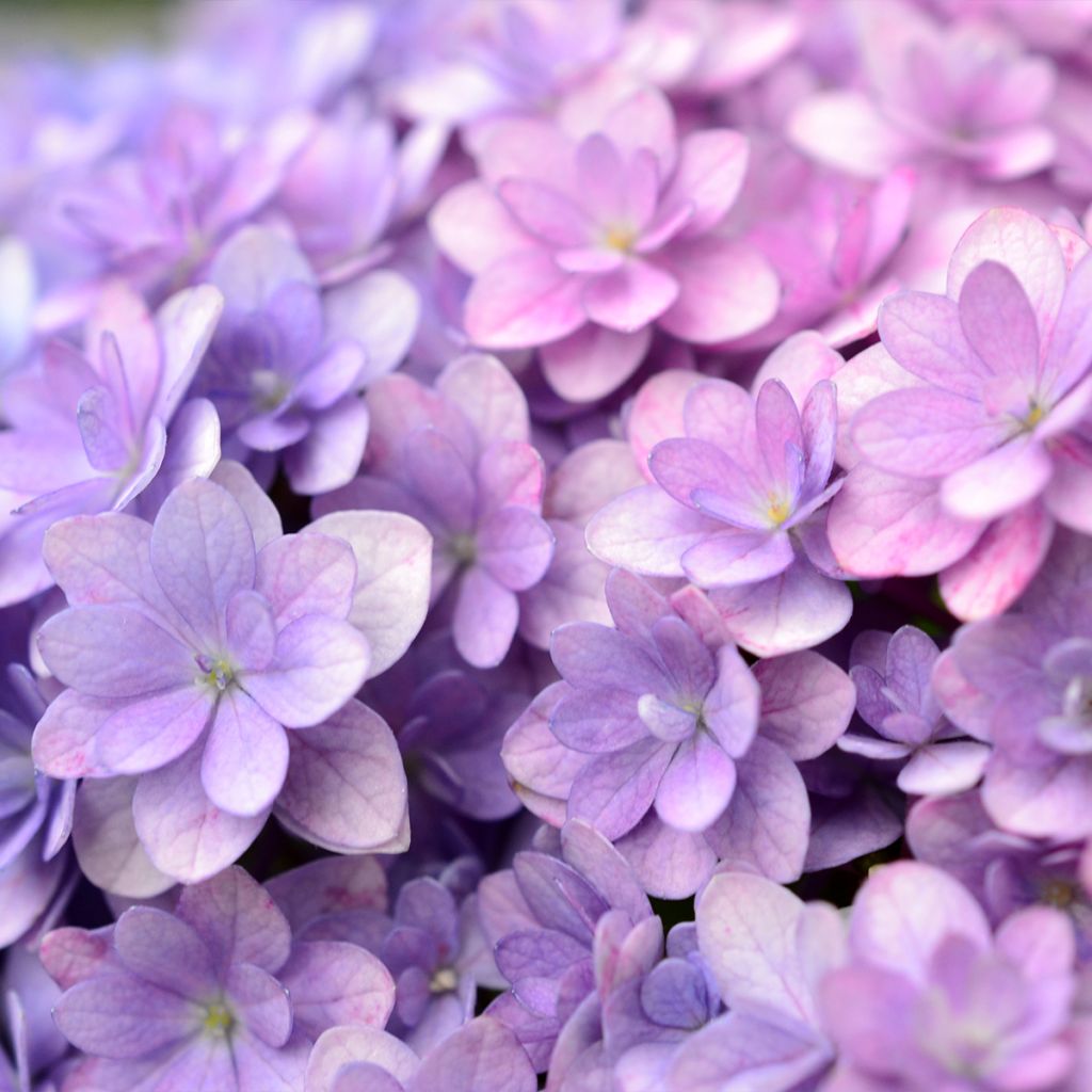 Hydrangea macrophylla Stellar Blue - Bauernhortensie