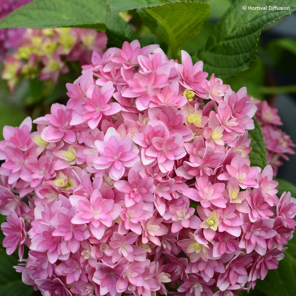 Hydrangea macrophylla Stellar Pink - Bauernhortensie