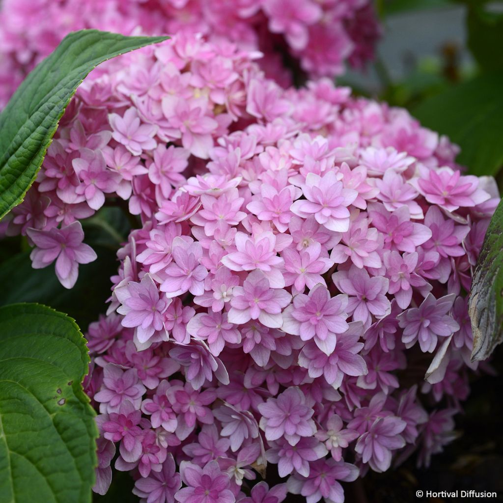 Hydrangea macrophylla Stellar Pink - Bauernhortensie