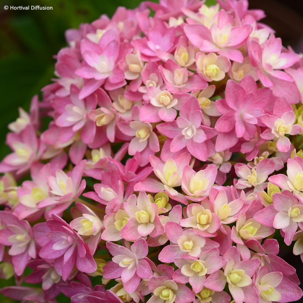 Hydrangea macrophylla Stellar Pink - Bauernhortensie