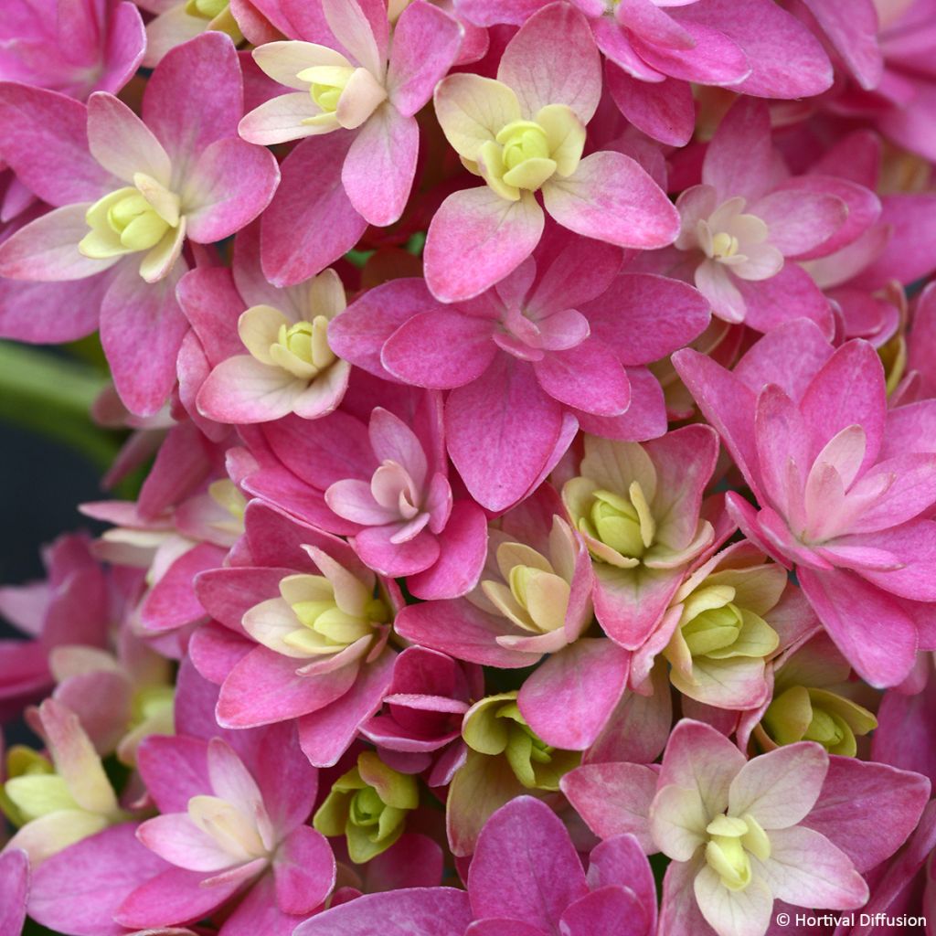 Hydrangea macrophylla Stellar Pink - Bauernhortensie