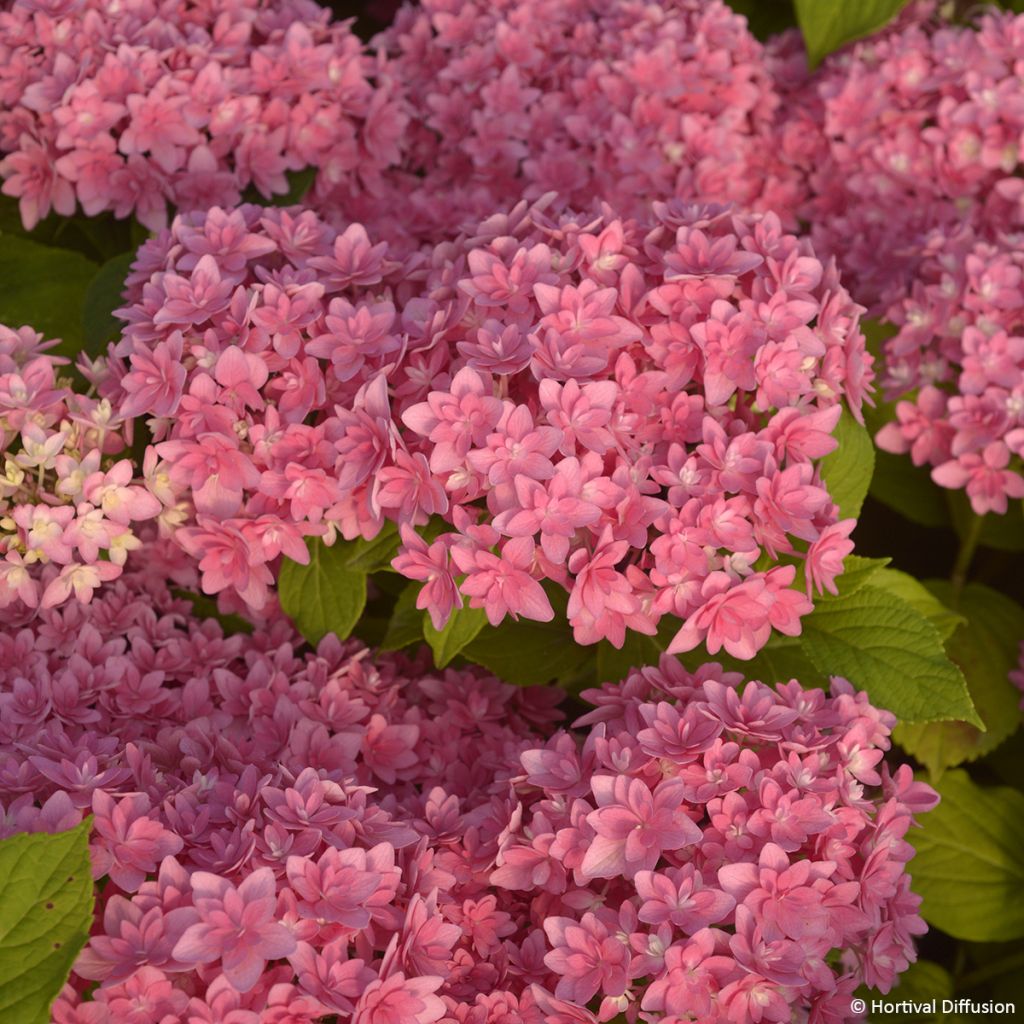 Hydrangea macrophylla Stellar Pink - Bauernhortensie