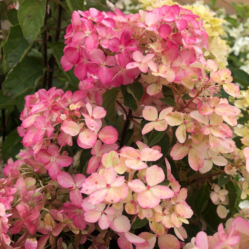 Hortensia - Hydrangea paniculata Fraise Melba